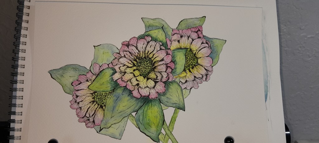 Detailed ink and watercolour painting of zinnia flowers
